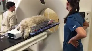 CDR Precision Veterinary Patient Positioning System
