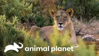 Grandes ca&ccedil;adores da natureza na &Aacute;frica: o le&atilde;o | Lei da sobreviv&ecirc;ncia | Animal Planet Brasil