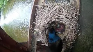 Grackle Nest