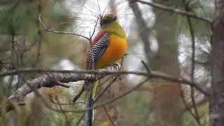 Orange-breasted Trogon (Harpactes oreskios)