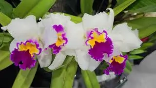 Orchid Show 2024 Calgary Orchid Show and Sale Part 2 Walking Tour 4K Things to do in Calgary
