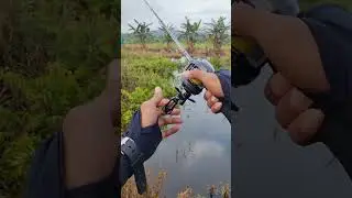 mancing toman di danau air hitam 😁   #daido #daidofishingteam