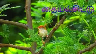Tailorbird | @nadodikathaigal | Tamil Travel | Wildlife | Birds | Tamil Nadu | India |
