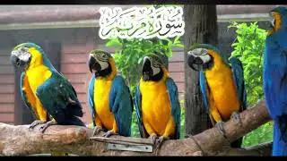 سورة مريم للقارى فارس عباد