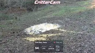 Critter Cam Live!