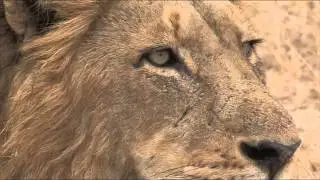 African Wildlife Stock footage - Photos of Africa