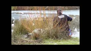 Hailsham Common Pond Swan Rescue 27th Dec 2010