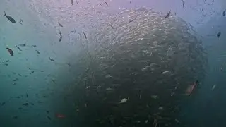Sail Rock 03/12/25 Scuba Diving Koh Tao