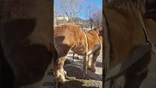 Fattoria didattica, festa di Sant'Antonio Abate a #Pescasseroli (AQ), 17/1/26