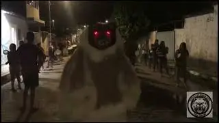 UM POUCO DO ENSAIO DO URSO SONHO DE CRIANÇA 🐻‍❄️🥁💜
