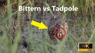 American Bittern vs Tadpole - Who will WIN?!?