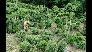VISITE PRIVÉE DU JARDIN SECRET D’UN INCROYABLE ARTISTE SCULPTEUR DE BUIS VIVANT