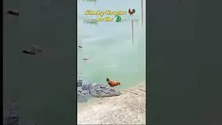 Cheeky rooster 🐓 and a crocodile 🐊 | #youtubeshorts #fypシ #animalshortsfunny  @munfaridandaz