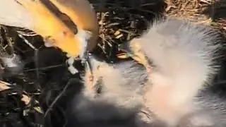 Decorah Eagles  3-31-15  Mom Brings Fish & Close Up Feeding