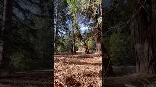 Felling this 100+ dead pine tree near Mount Shasta How did I do? #bigtimber #woodsman #Sasquatch