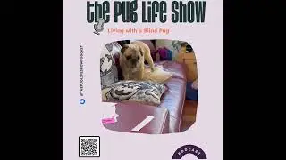 S4 EP05: Living with a Blind Pug