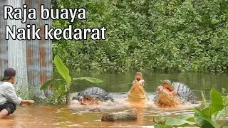 Akirnya raja buaya berhasil dipanggil setelah buaya dua meter lebih jadi umpan!!!