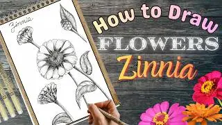 Let's Draw Zinnia Flowers! Easy tutorial for beginners