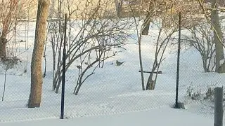 Оладушки.😊 Еда для собак. 😊Холод, нет света. 🤷‍♀️