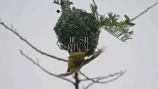 (NO ADS) Forest Bird Sounds ASMR | Deep Nature Healing Sound for Sleep, Relaxation & Meditation