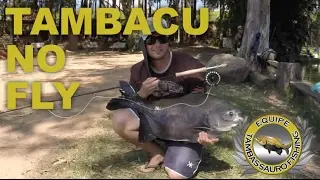 Tambassauro Fishing - Tambaqui no Fly