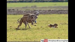 Coursing with dogs | Greyhound vs rabbit race | Wild animals