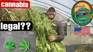 primer mexicano en abrir su dispensario de cannabis(marihuna) en usa🇺🇸