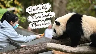🐼 #Zookeepers & Mama Mei tries to coax Qi Ji inside but Qi Ji had other plans