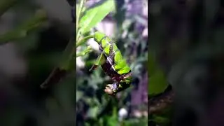 Beautiful Colored Caterpillar |Insects World |#short