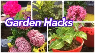 Garden Hacks/Tips for Growing plants/New ideas👍