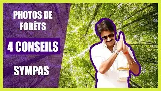 Photo de for&ecirc;t : 4 conseils sympas pour vos prises de vue (enfin j'esp&egrave;re)