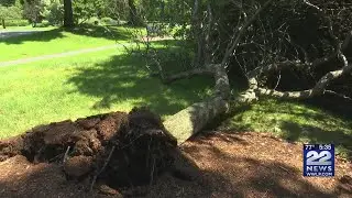 Springfield Park Department works to remove fallen trees in Forest Park