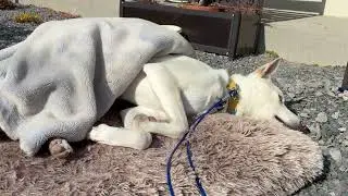 今日のキナコ-20260130　　雑種犬（ミックス）　白犬　保護犬