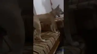 Funny Dog Vs Broom #shorts #short  #dog #funny #funnyshorts
