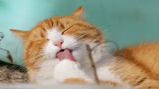 Cute Animals When You are Sad