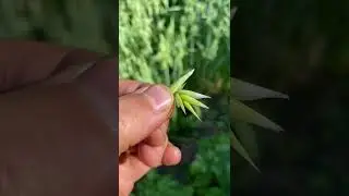 Обновление огорода для выращивания овса и пшеницы