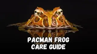 Pacman Frog Buying Cost, Diet, Tank, how to Misting & Cleaning Guide for Beginners