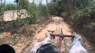 GoPro Cow Cart Ride, Chiang Mai, Thailand