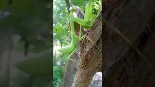 Strange Green Mantis Spotted in My Village | Rare Insect Close Up