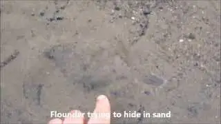 Crouching flounder hidden nothing