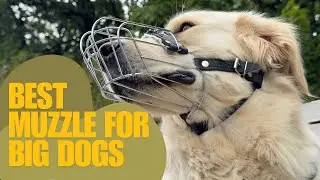 Metal Dog Muzzle Review | Best Basket Muzzle for Large Dogs &ndash; Safe & Durable
