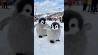 Cute Penguin Babies Walking ❄️🐧 #pet #cuteanimals #shorts