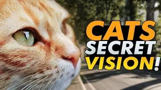 How Do Cats See Us and Their World? Are they really night vision masters ?