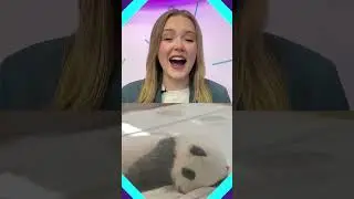 An sc&eacute;al nuachta is gleoite riamh?! 🫨🐼🥺 #pandas