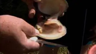 98 - New Jersey Clamming