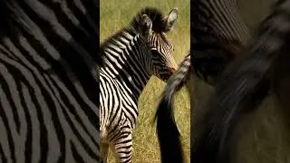 How Baby Zebras Talk to Their Moms: The Secrets of Zebra Communication 🦓💬