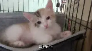 【保護猫ペットプット】子猫が大好きな屋根の上でのんびりしたりしています【三毛猫子猫】