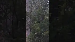 Chripping sound of birds