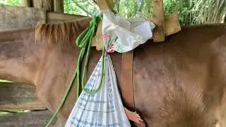 Put 80 pounds of weight on horse back to train the colt, Bac Ha North Vietnam May 3rd 2025