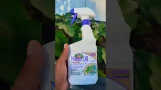 Спрей с маслом нима для растений! 